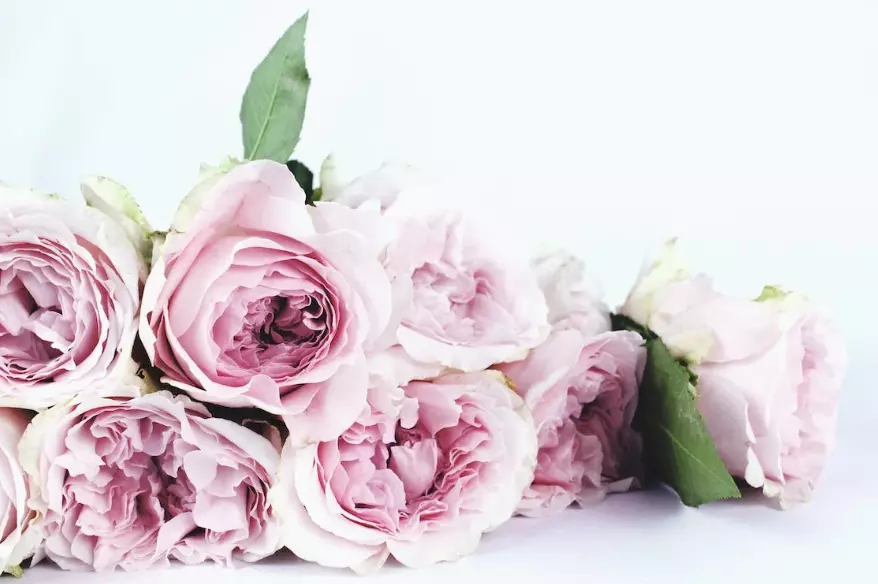Wholesale Fresh Flowers in Singapore